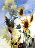 Sunflowers - (Click here to view larger image)